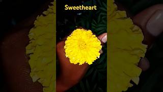 Sweetheart song trending youtubeshorts ytshorts flowers [upl. by Ahsertal]