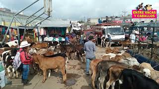 Entre Vacas Y Caballos La Ganadería Y Agricultura En Guatemala Excelente Fuente De Ingresos [upl. by Namrej]