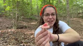 How to recognize Russula mushrooms  mycorrhizal mushrooms explained [upl. by Yrannav]