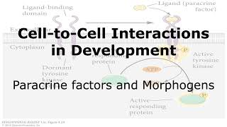 CelltoCell Interaction in Developmentquot Paracrine factors and Morphogens [upl. by Claiborn]