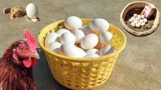 Fertile Eggs Storage  Maximum Hatchability Practices  Tips to Boost Productivity  Dr ARSHAD [upl. by Basham]