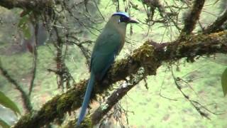 Pajaro Barranquero en libertad [upl. by Nidraj]