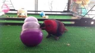 Eclectus Parrot uses KONG Cat Wobbler [upl. by Onairelav]