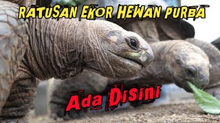 GOKIL RATUSAN EKOR HEWAN PURBA DI PELIHARA DISINI  88 TORTO [upl. by Tab]