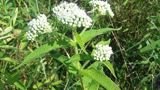 Boneset Eupatorium perfoliatum [upl. by Nidorf]