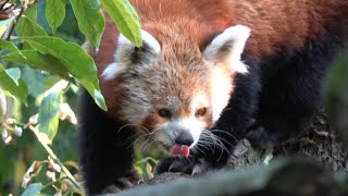 Red Panda  Zoo Brno [upl. by Plato913]