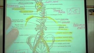 ANATOMY CIRCULATORY SYSTEM PART 2 by Professor Fink [upl. by Hillier492]