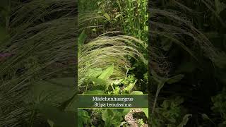 Mädchenhaargras Stipa tenuissima [upl. by Thordis]