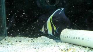 Moorish Idol Eating Reef Nutrition Arctipods [upl. by Enialem]