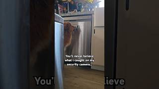 CAUGHT ON CAMERA 😳 Dog securitycamera shorts [upl. by Airenahs]