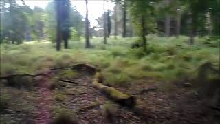 Portumna Forest park Co Galway  Irelands Most Beautiful Forest [upl. by Hartzke472]