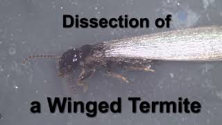 Dissecting a winged termite [upl. by Aehtela724]