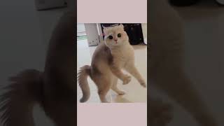 Compilation di Gatti Pazzi Momenti EsilarantiCrazyCatsFunnyCatsCatCompilation [upl. by Rubetta]