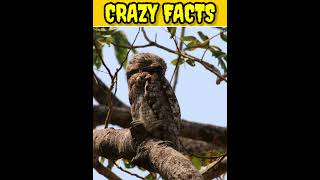 potoo birdbirds factsanimalfacts quizzes animals worldhistoryquiz facts quizmonkey [upl. by Samul]