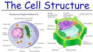 Biology  Intro to Cell Structure  Quick Review [upl. by Denison]