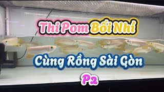 Thi Pom Bối Nhí Cùng Rồng Sài Gòn P2 [upl. by Oeflein82]