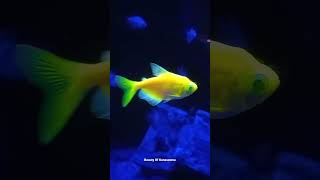 rare yellow green glow fish glowfish glofish [upl. by Peterman353]