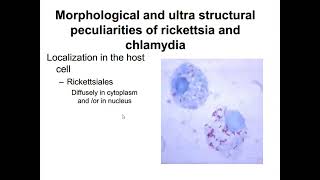 lecture 2 Different bacteria and fungi [upl. by Rotsen]