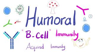 Humoral Immunity  The BLymphocytes  Immunology  Physiology [upl. by Elayor981]