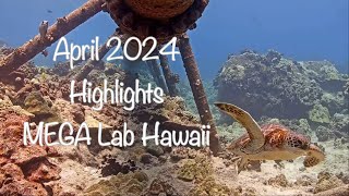 April 2024 Highlights 4k  MEGA Lab Cam  Hawaii live stream [upl. by Ailahs132]