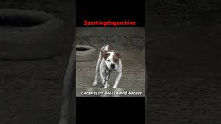 Dog of note Hollands Lacefields Woody sportingdogs dogtalk apbthistory gamedog apbt [upl. by Ereynihc618]