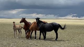 Wyoming Wind and Horses outside Laramie Wyoming [upl. by Anauqal]