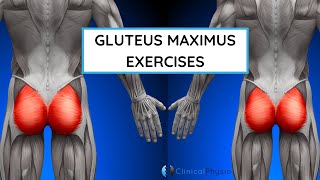 Best Exercises for Glute Max  Gluteus Maximus Exercises [upl. by Feldstein]