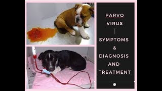 Puppy Parvovirus Symptoms  Diagnosis  Treatment BholaShola [upl. by Ahsinelg223]