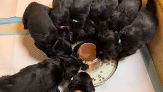 Hovawart puppies eating dinner on Halloween 10312024 [upl. by Sirromed818]