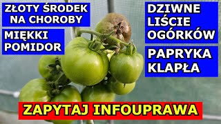 Złoty Środek na Choroby Pomidora Ogórka Dziwne Liście Miękki Pomidor Papryka Pada Pędy Uprawa QampA [upl. by Wakerly688]