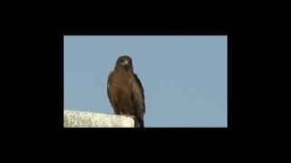 THE BLACK KITE THROW UP UNDIGESTED FOOD [upl. by Yelats90]