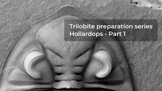 Hollardops trilobite preparation sequence  Part 1 [upl. by Klinges]