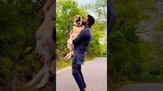 ❤️100k Subscribers 😅No Twist 😂😂😂labrador doglover goldenretriever puppy trending [upl. by Ynahirb671]