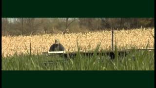 Deutsch Drahthaar  German Wirehair Hunting Dog Training [upl. by Washburn423]