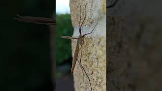 Daddy Longlegs  Tipulidae [upl. by Anonyw478]