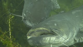 Mating of giant Catfish  Welspaarung [upl. by Shaughn]