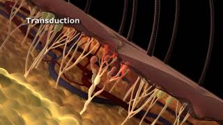 The Phases of Nociceptive Pain [upl. by Beaner]