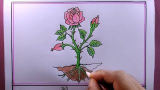 How to Draw a Plant Easy Step by Step Rose Plant Drawing [upl. by Saudra]