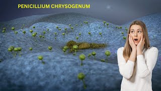 Penicillium chrysogenum FUNGI penicillin biology education information science fungalspores [upl. by Cyndia716]