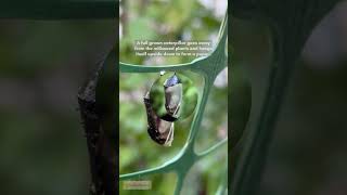 Eastern Migrating Monarch butterfly inmygarden 🦋 [upl. by Nahama]