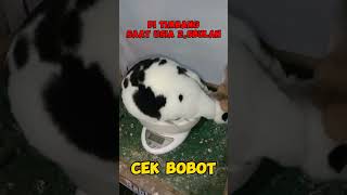 program bobot‼️shortvideo shorts pets kelinci [upl. by Semyaj]