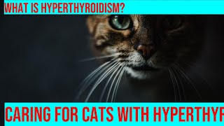 Caring for a Cat with Hyperthyroidism What You Need to Know [upl. by Prue]