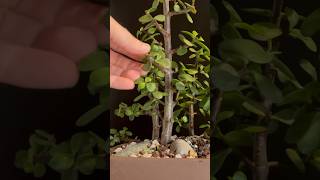 My Portulacaria Bonsai Forest [upl. by Naujej]