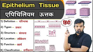 Epithelium Tissue in Hindi  Types of Epithelial Tissue  Function of Tissue  Anatomy  Physiology [upl. by Cired]