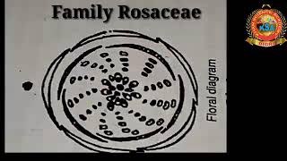 Floral diagram of family Rosaceae  Class 1st year [upl. by Publia853]