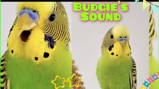 Budgie sound when calling other budgie  Parakeets sounds for lonely birds [upl. by Pisano]