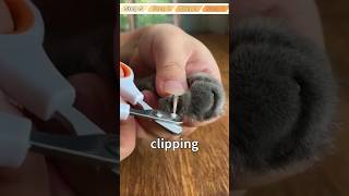 😱Your Cat’ll Love Nail Clipping❤️10min Training Guide [upl. by Priest868]