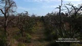 Dying Grape Fruit Grove  Forestry Mulching [upl. by Afrika]