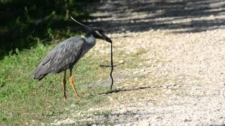 Yellow Crowned Night Heron vs Mud Snake [upl. by Lleinad]