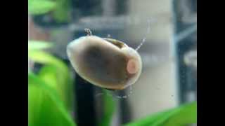 Closeup Nerite Snail cleans glass [upl. by Enrobialc]